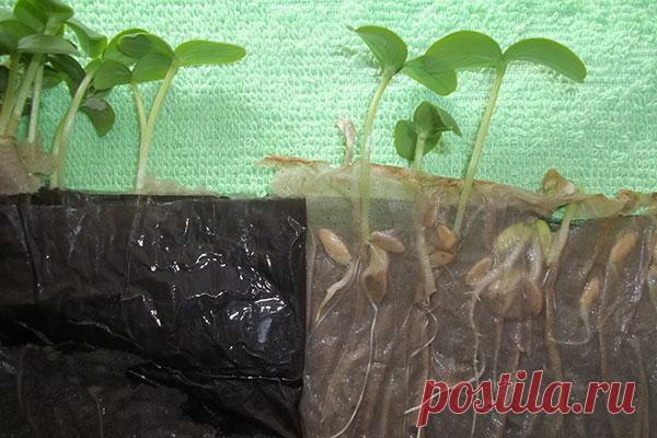 Выращивания рассады безземельным способом — Сад Заготовка