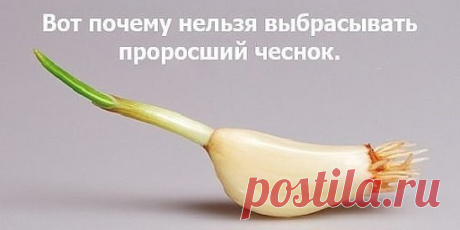 Большинство из нас, несомненно, выбрасывают проросший чеснок, так как считают, что он потерял все свои полезные свойства.
Но это огромная ошибка, так как ростки чеснока содержат много антиоксидантов, таких как аллицин, аллиин и аллилдисульфид. Таким образом, проросший чеснок намного полезнее, чем обычный.
Вот преимущества проросшего чеснока:
Укрепляет иммунную систему
Он обеспечивает высокое содержание антиоксидантов, проросший чеснок укрепляет иммунную систему и предотвращает простуду и инфекци