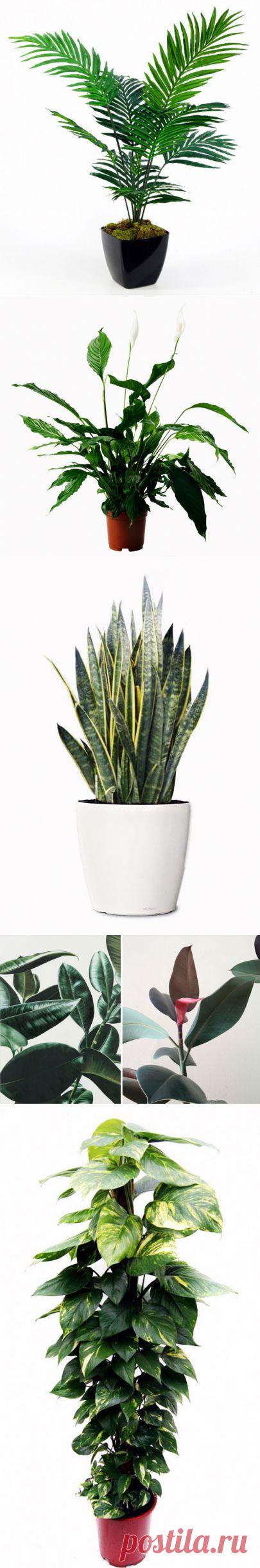 (+1) - Полезнейшие домашние растения | УЮТНЫЙ ДОМ | советы
