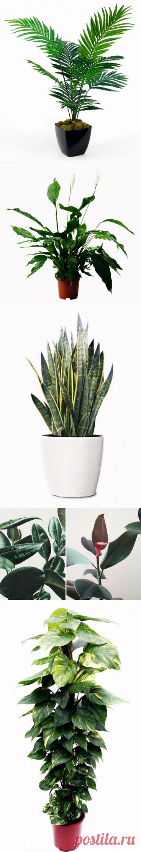 (+1) - Полезнейшие домашние растения | УЮТНЫЙ ДОМ | советы