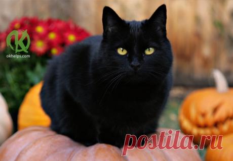 Кошка — магическое животное!