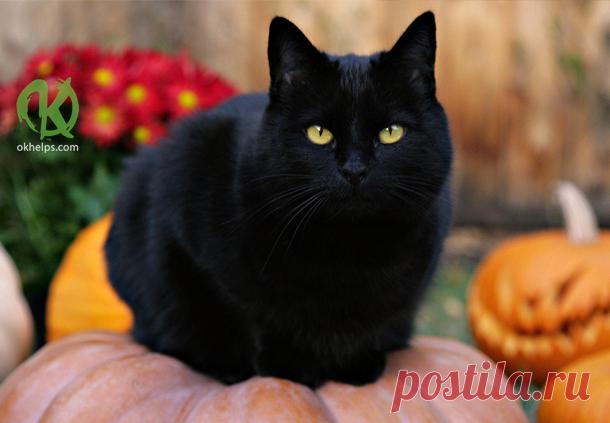 Кошка — магическое животное!