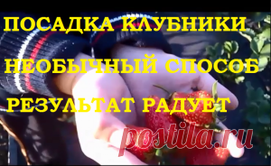 Посадка клубники. Необычный и эффективный способ посадки. Результат налицо! — 6 соток