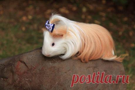 Мимишные свинки и их не менее мимишные прически | Чёрт побери Морские свинки — милейшие создания, а определённые породы ещё отличаются восхитительными локонами, которые зауживают восхищения. Эти забавными причёсками можно просто любоваться и получать эстетическое наслаждение