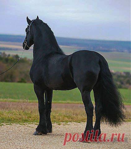 красавцы Фризы