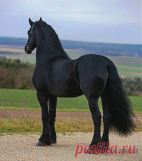 красавцы Фризы