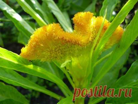 ЦВЕТОК ***ЦЕЛОЗИЯ*** Для Вас, дорогие!!!