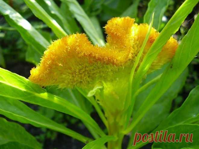 ЦВЕТОК ***ЦЕЛОЗИЯ*** Для Вас, дорогие!!!