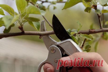 Обрезка груши и яблони по весне для начинающих
Добрый день, мой читатель. Сначала следует изучить, какие ветки можно удалять, а какие нужно оставить и каким образом вообще осуществляется этот процесс. Правильная и качественная процедура обрезки – это залог роста и обильного урожая. Если даже деревце молодое (ему несколько лет), то у него по весне найдутся веточки, которые следует обрезать. Обрезка плодовых деревьев. Иллюстрация […]
Читай дальше на сайте. Жми подробнее ➡
