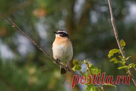 Чекан луговой