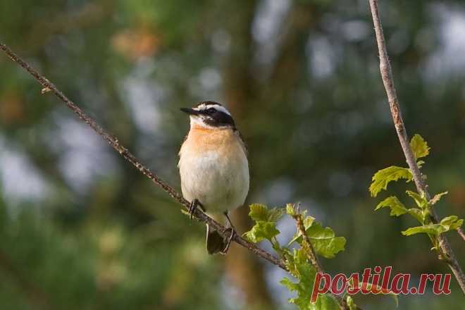 Чекан луговой
