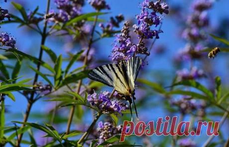 И все таки.......
Пусть эта Весна будет счастливой..