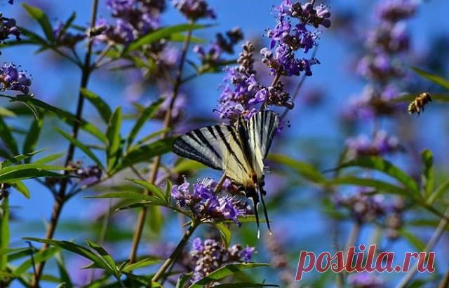 И все таки.......
Пусть эта Весна будет счастливой..