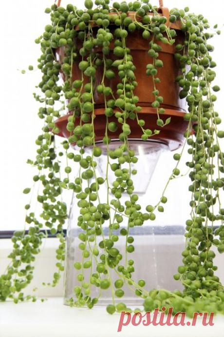 Суккуленты: виды и названия с фото, уход в домашних условиях - Крестовники