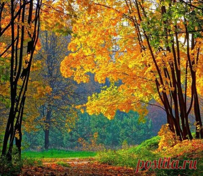 Не плачь, моя Осень, испачкаешь платье,
Тебе не к лицу серой лужицы грязь.
Найди себе лучше другое занятье -
Раскрась горизонт, красоты не скупясь.
Утри ветром слёзки, раскрой свои краски
И яркие астры разбрызгай в саду.
Взмахни своей кистью, и вспыхнут, как в сказке,
И город, и лес, и листва на пруду.
Ну вот, теперь славно! Всегда улыбайся!
И в рыжие косы лучи заплетай.
Туманом молочным с утра умывайся,
И нам настроенье всегда поднимай!
Лидия Сажина