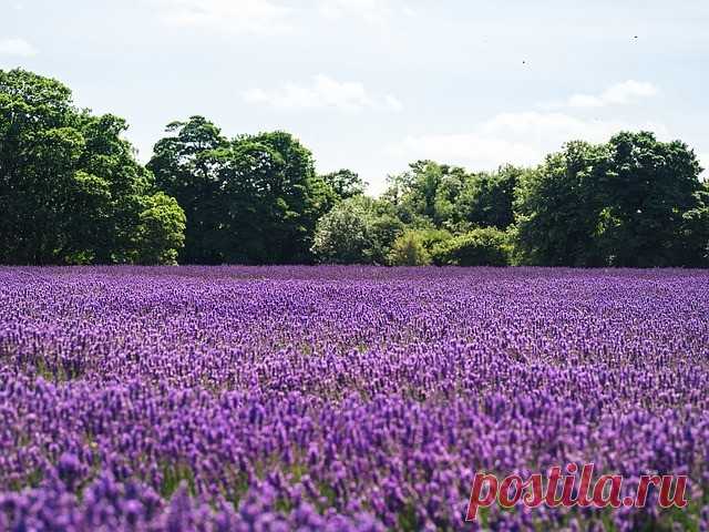 Маршрут по Дороге лаванды | Журнал 
