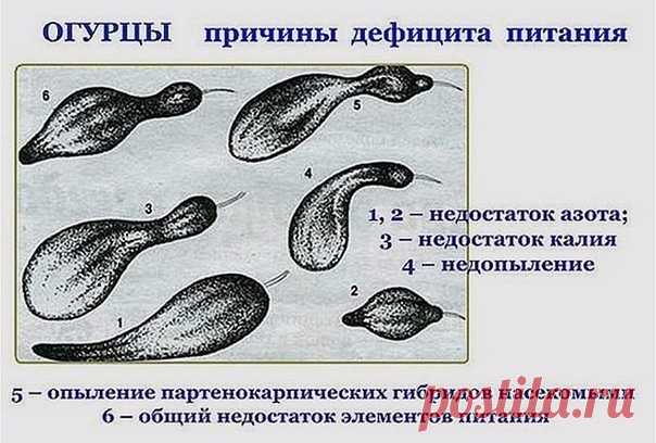 Огурцы 

Маленькая памятка, которая поможет понять, чего именно не хватает вашим огурчикам. 
Чтобы не было горечи 
Хочу поделиться огуречными тонкостями. Чтобы иметь хорошие семена, надо с умом выбрать семенной огурец. Мужской тип огурца имеет как бы трехгранную форму, а женский - четырехгранную. Из семян огурца-