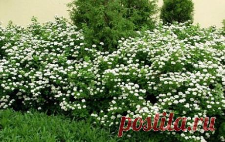 Спирея березолистная "Тор Голд"
Spiraea betulifolia 'Tor Gold

Декоративная с  густой, компактной, шаровидной кроной с желто-зелеными листьями и белыми щитковыми соцветиями.
Низкий кустарник, высотой около 70 см, с густой, компактной, шаровидной кроной и многочисленными коричневыми ребристыми побегами. Листья нежные, желто-зеленые, при распускании с красноватым оттенком, некрупные, широкояйцевидные, по краю зубчатые с клиновидным основанием, похожие на листья березы. Осенн...
