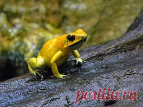 Ужасный листолаз (Phyllobates terribilis)