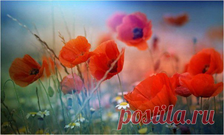 — Никогда не поздно сказать человеку о том, как ты к нему относишься.
— А вдруг он посмеется?
— А вдруг нет?
Мультфильм «Жизнь с Луи»
Иришка Малюсенькая