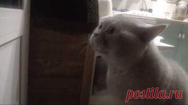 "Открой мне!!", говорящий кот Яков