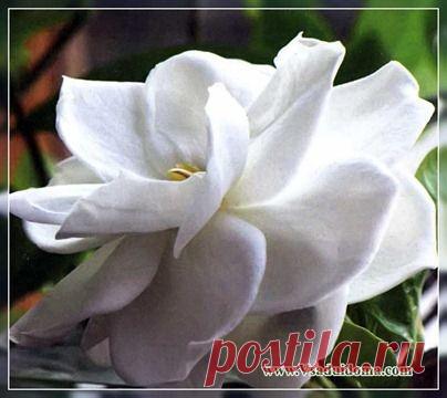 Гардения жасминовидная (фото): уход в домашних условиях | Сайт о саде, даче и комнатных растениях.