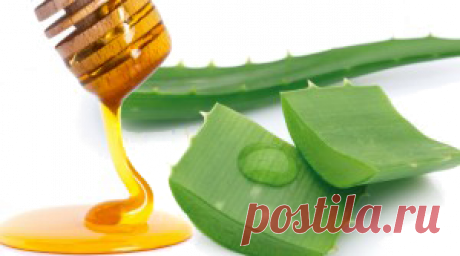 Алоэ с медом - Лечение медом - Каталог файлов - Все о меде и пчелах