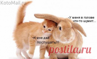 Дай послушать. | KotoMail.ru