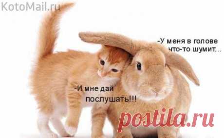 Дай послушать. | KotoMail.ru