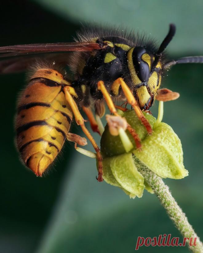 Пожужжим? 10 оригинальных макро снимков насекомых | Российское фото | Яндекс Дзен