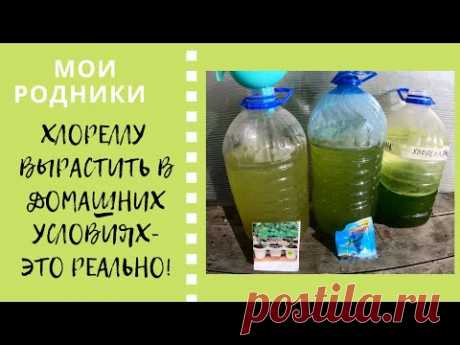 Хлореллу вырастить в домашних условиях - это реально!