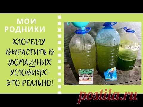 Хлореллу вырастить в домашних условиях - это реально!