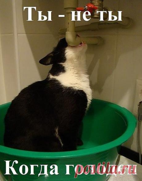 -Есть что-нибудь перекусить?
-Трубопровод подойдёт?