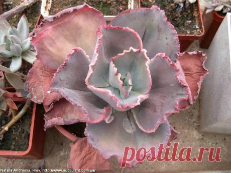 Echeveria8820-N-Andreeva-Kiev2009.jpg (1024×768)