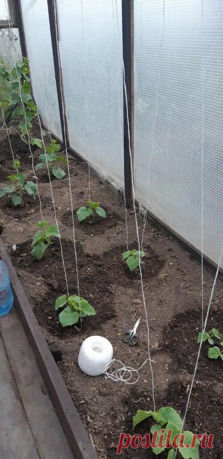 "Подвязала огурцы на гвозди": рассказываю о простом способе подвязки огурцов, которым пользуюсь уже несколько лет | Уральский Садовод | Яндекс Дзен