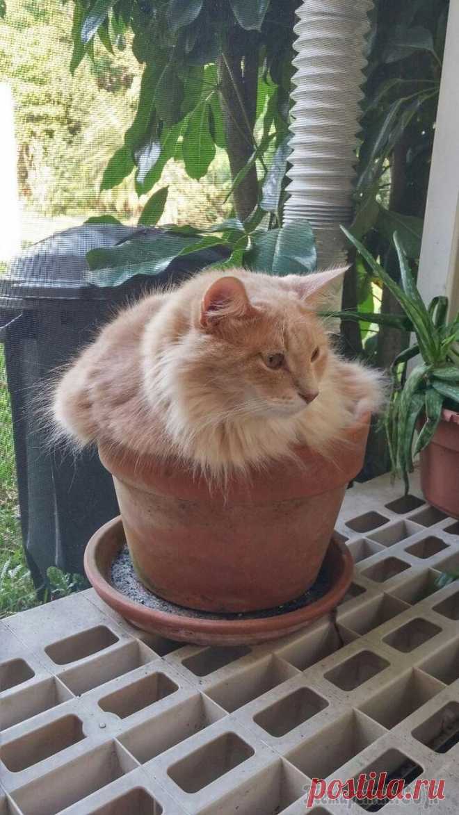 Кошки в цветочных горшочках