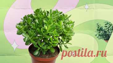 Денежное дерево, уход в домашних условиях: как ухаживать за цветком толстянкой Все про то, как ухаживать за комнатным растением денежное дерево (толстянка): полив, обрезка, пересадка и размножение. Как цветет толстянка, какой горшок выбрать и как сформировать красивую крону денежного дерева, читайте в нашей статье.