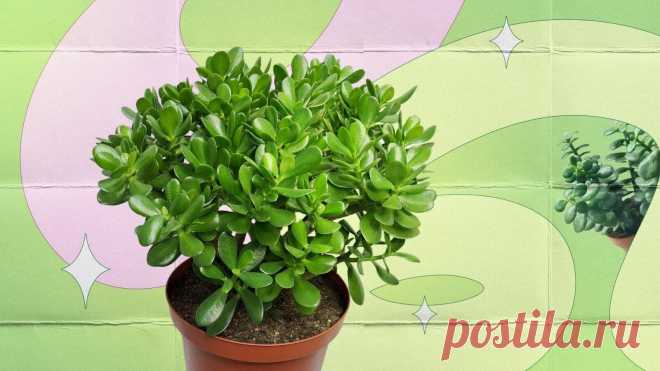 Денежное дерево, уход в домашних условиях: как ухаживать за цветком толстянкой Все про то, как ухаживать за комнатным растением денежное дерево (толстянка): полив, обрезка, пересадка и размножение. Как цветет толстянка, какой горшок выбрать и как сформировать красивую крону денежного дерева, читайте в нашей статье.