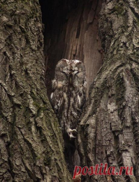 Серая неясыть – гений маскировки. Посмотрите также другие работы Юрия Соколкова, специализирующегося на съемке птиц: nat-geo.ru/photo/user/17491/