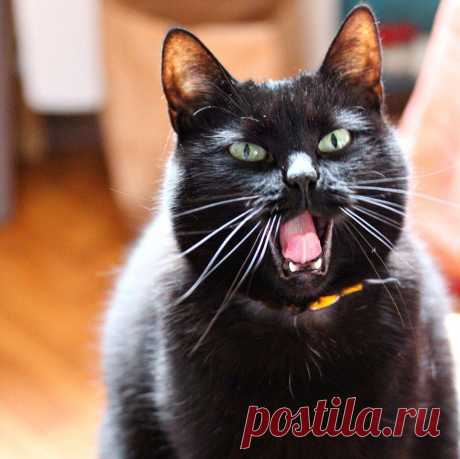 Котизм