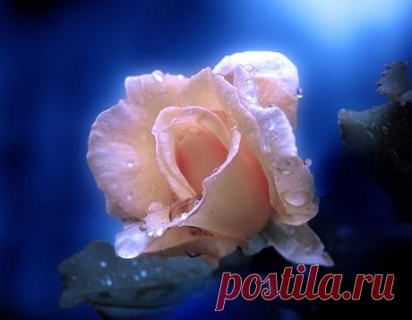 ♥✿❀❁⁀ ♥ ⁀✿❀❁♥