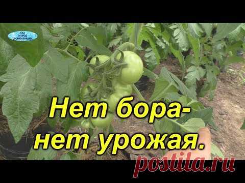 Обязательная обработка томатов бором. Это ОЧЕНЬ поможет сохранить завязи.