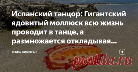Испанский танцор: Гигантский ядовитый моллюск всю жизнь проводит в танце, а размножается откладывая «цветы» из яиц Как прекрасно фламенко! Алые волны длинной юбки бросаются влево и вправо с такой страстью и энергией, что остается лишь завороженно любоваться процессом. Как могла обделить вниманием сей прекрасный танец мать-природа? Правильно, никак!