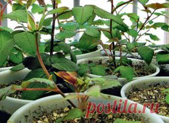 Размножение роз на даче: своими руками, черенками, способы, посадка, уход, фото, видео