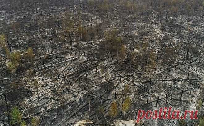 Счетная палата назвала «неудовлетворительной» охрану лесов от пожаров. Действующая система мониторинга и учета лесных ресурсов, а также охрана лесов организованы недостаточно эффективно, считают аудиторы Счетной палаты. Организация охраны лесов от пожаров в регионах "неудовлетворительна", уверены они
