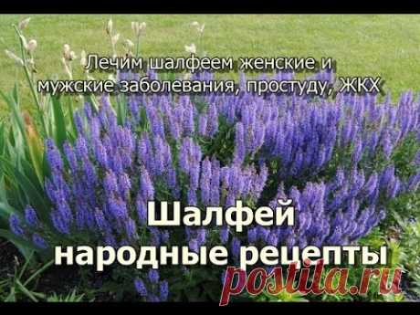 Шалфей народные рецепты. Лечим шалфеем женские и мужские заболевания, простуду, ЖКХ