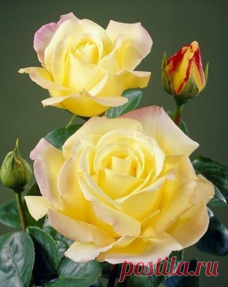 Фотография - Google Фото