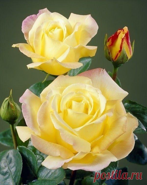 Фотография - Google Фото