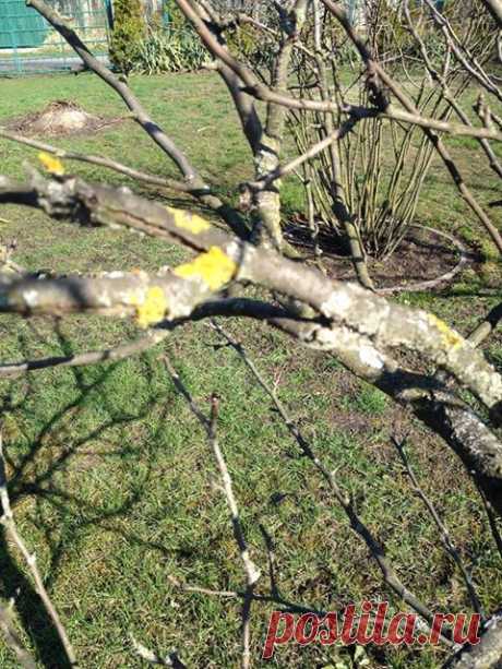 На ветках молодых яблонь появились рыжие пятна и белый налёт. Как вылечить деревья