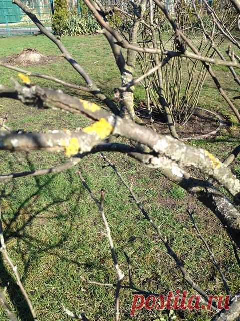 На ветках молодых яблонь появились рыжие пятна и белый налёт. Как вылечить деревья